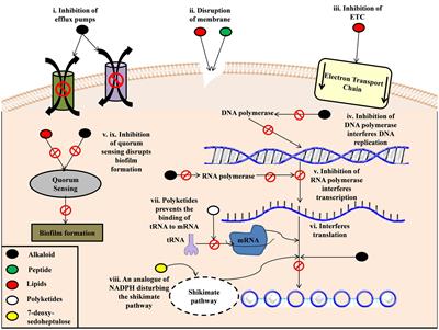 Revisiting the role of cyanobacteria-derived metabolites as antimicrobial agent: A 21st century perspective